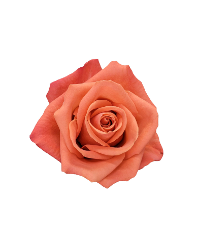 Bulk Carnelian Rose Bulk Carnelian Rose