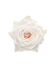 Bulk Champagner Rose