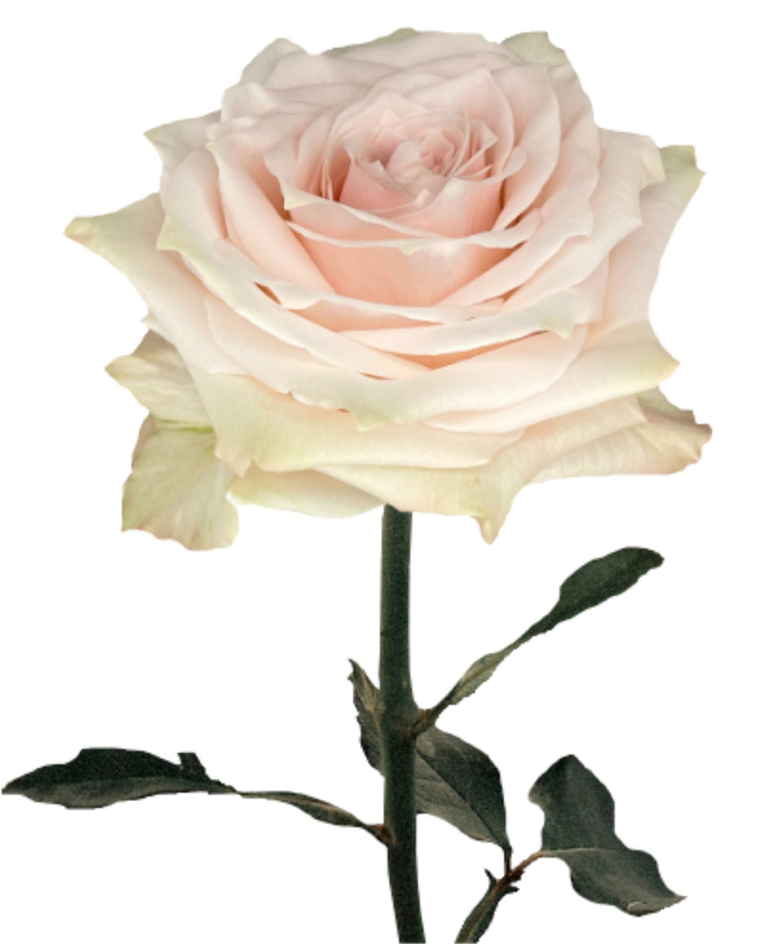 Bulk Champagner Rose