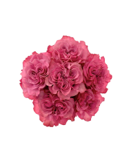 Bulk Country Blues Rose