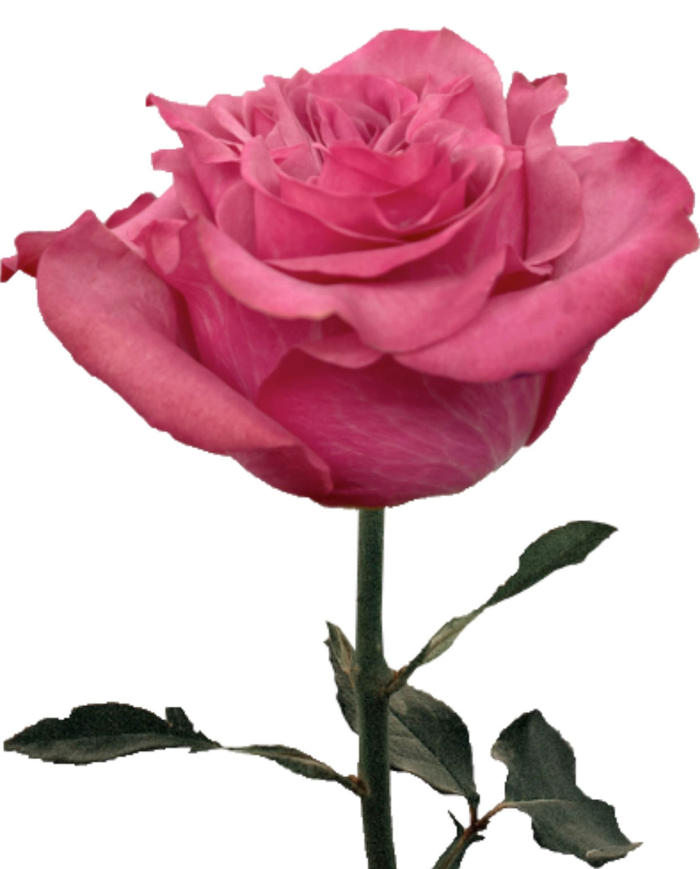 Bulk Country Blues Rose