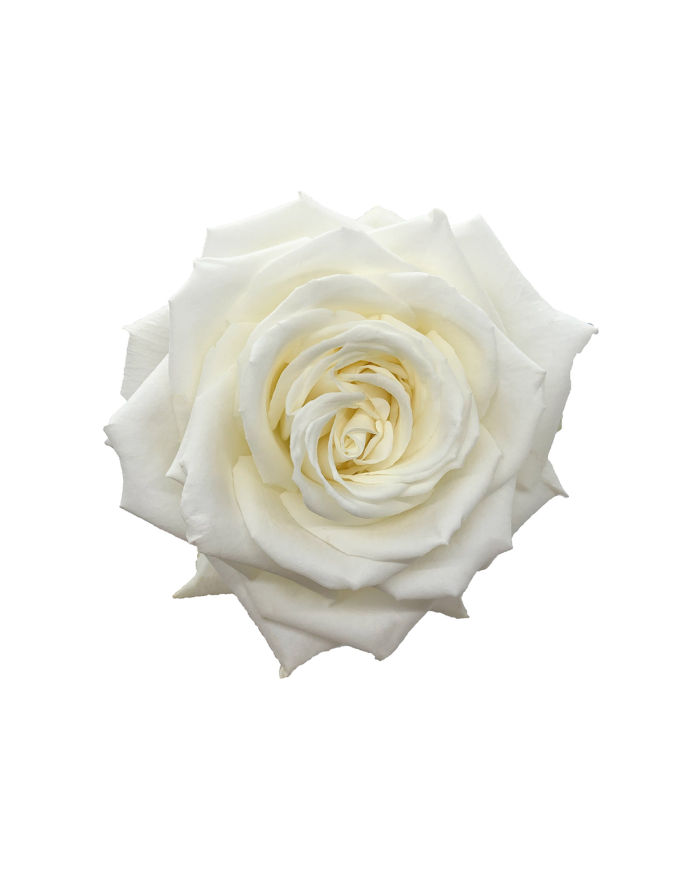 Bulk Playa Blanca Rose Bulk Playa Blanca Rose