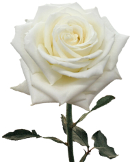 Bulk Playa Blanca Rose