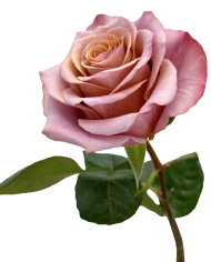 Bulk Purple Moon Rose