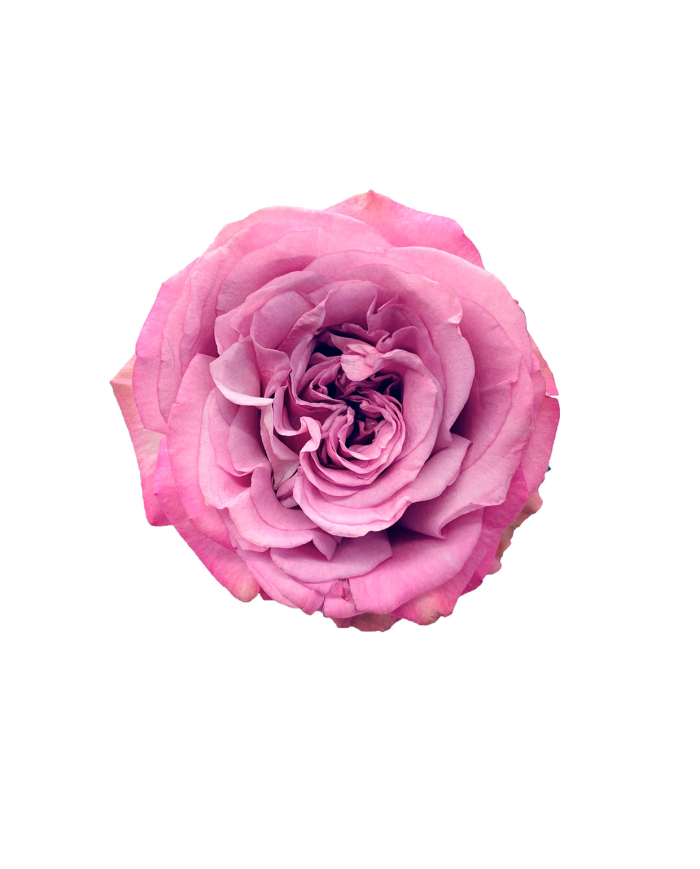 Bulk Queens Crown Rose Bulk Queens Crown Rose