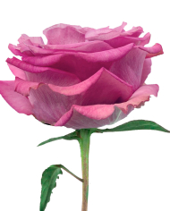 Bulk Queens Crown Rose