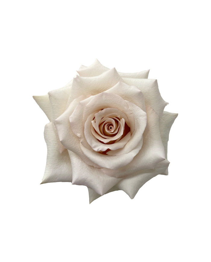 Bulk Quick Sand Rose Bulk Quick Sand Rose