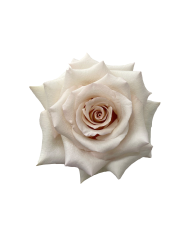 Bulk Quick Sand Rose