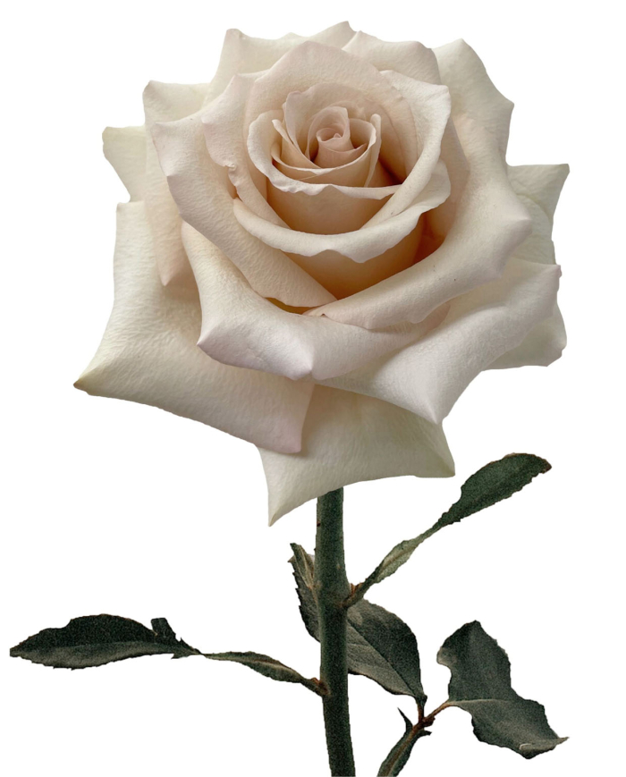 Bulk Quick Sand Rose