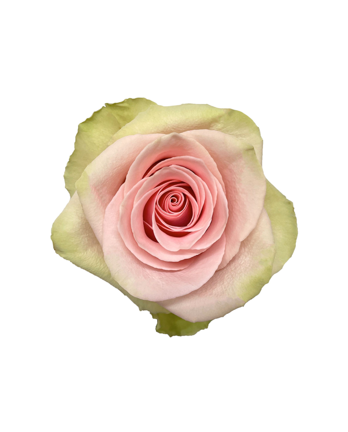 Bulk Absolut In Pink Rose