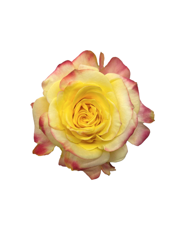 Bulk Bonfire Rose