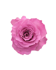 Bulk Breathless Rose