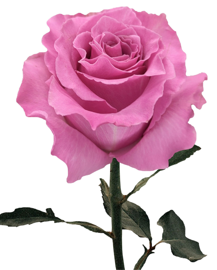 Bulk Breathless Rose