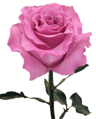 Bulk Breathless Rose