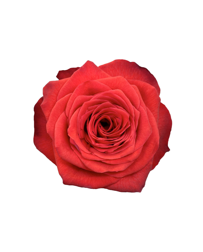 Bulk Bromo Rose Bulk Bromo Rose