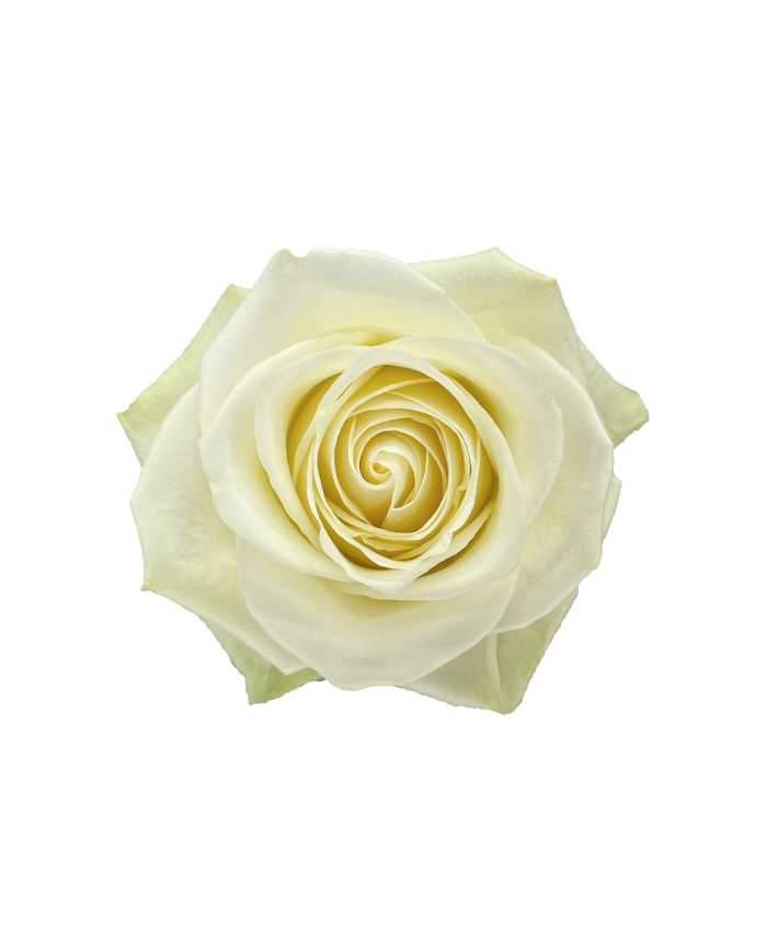 Bulk Cadillac Rose Bulk Cadillac Rose