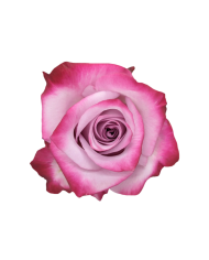 Bulk Deep Purple Rose