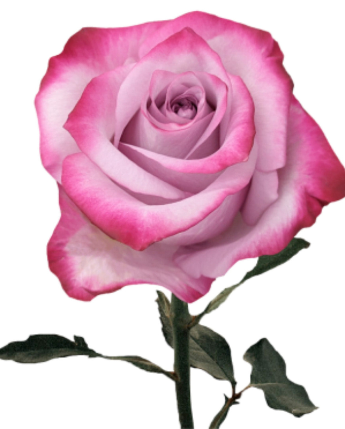 Bulk Deep Purple Rose