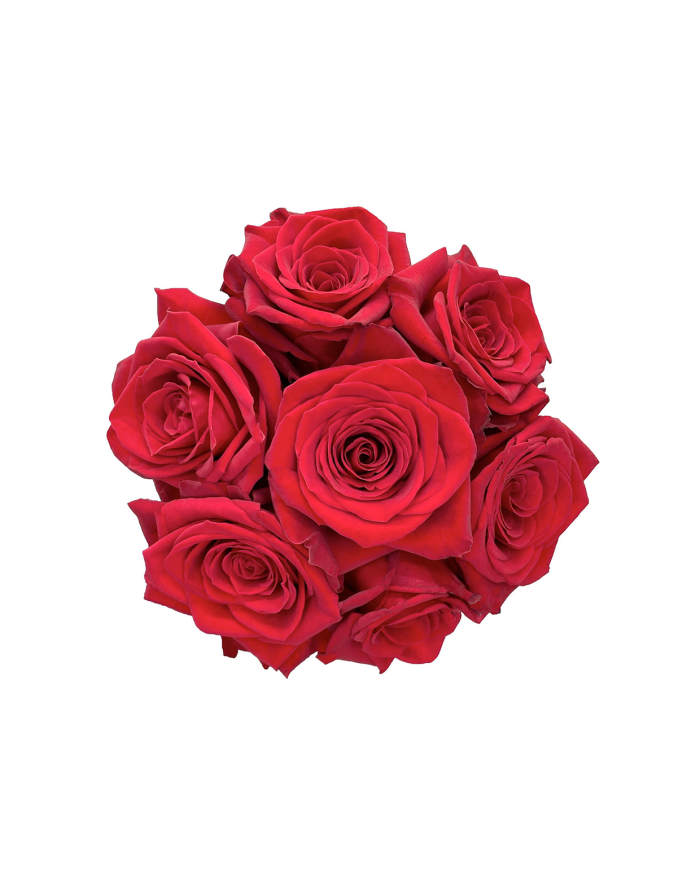 Bulk Freedom Rose Bulk Freedom Rose