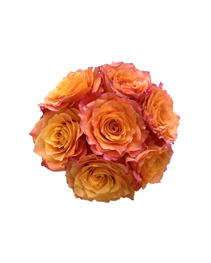 Bulk Free Spirit Rose Bulk Free Spirit Rose