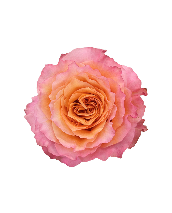 Bulk Free Spirit Rose Bulk Free Spirit Rose