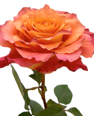 Bulk Free Spirit Rose