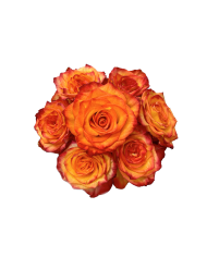 Bulk High & Magic Rose