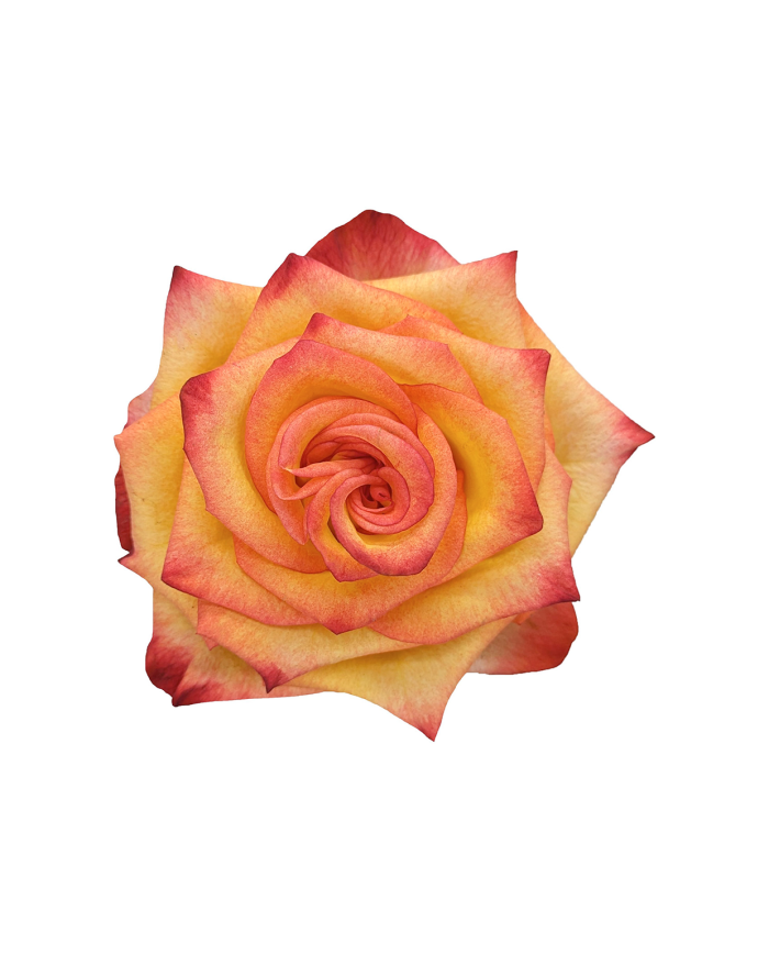 Bulk High & Magic Rose