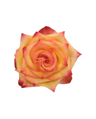 Bulk High & Magic Rose