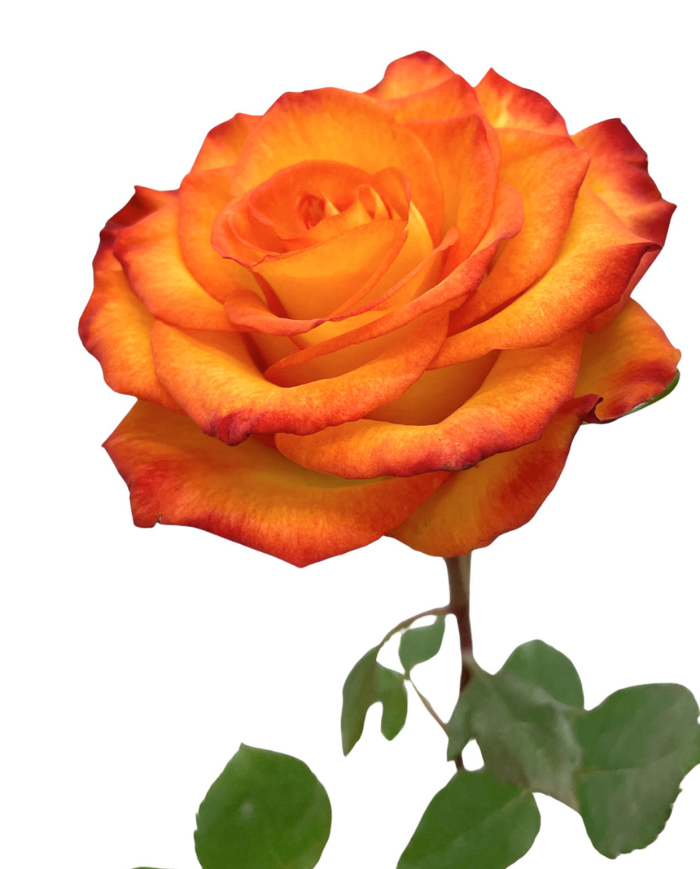 Bulk High & Magic Rose