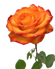 Bulk High & Magic Rose