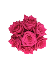 Bulk Hot Explorer Rose