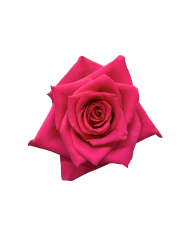 Bulk Hot Explorer Rose