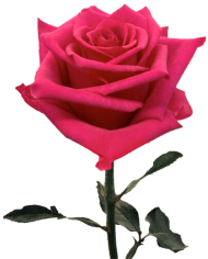 Bulk Hot Explorer Rose