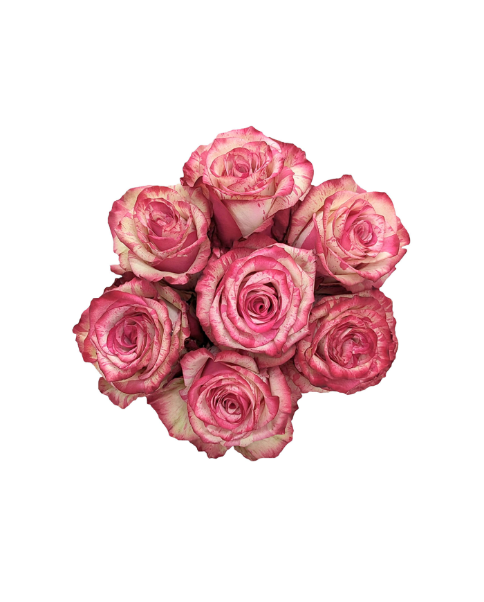 Bulk Magic Times Rose