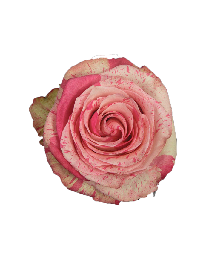 Bulk Magic Times Rose