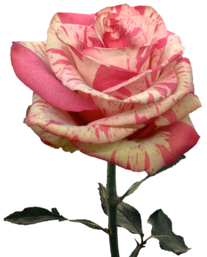 Bulk Magic Times Rose