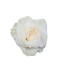 Bulk Mondial Rose