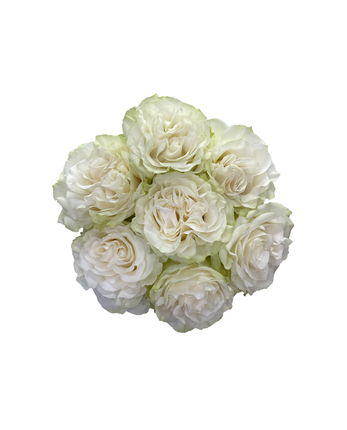 Bulk Moonstone Rose Bulk Moonstone Rose