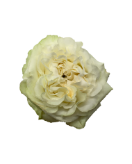 Bulk Moonstone Rose