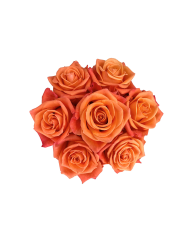 Bulk Orange Crush Rose