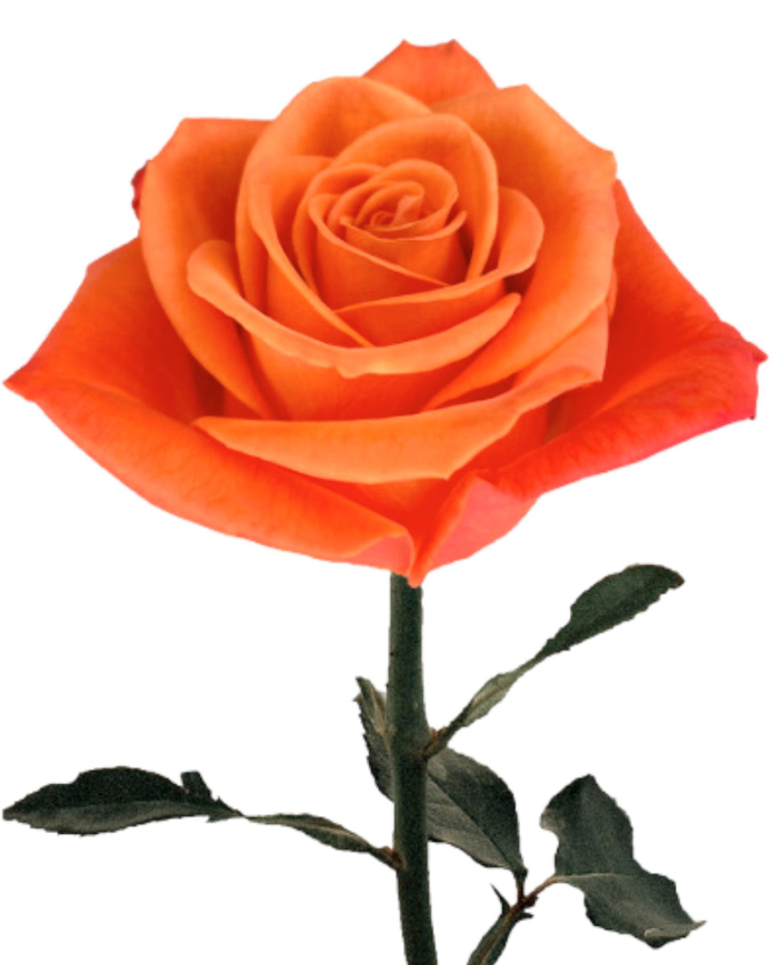 Bulk Orange Crush Rose