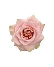 Bulk Pink Amaretto Rose