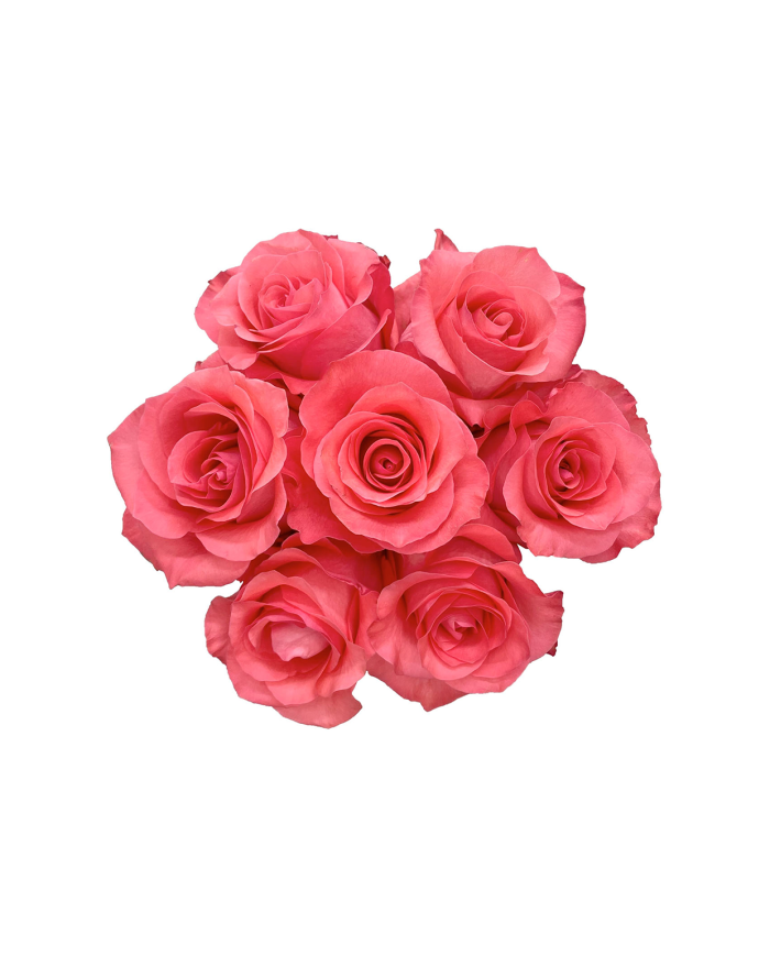 Bulk Pink Love Rose