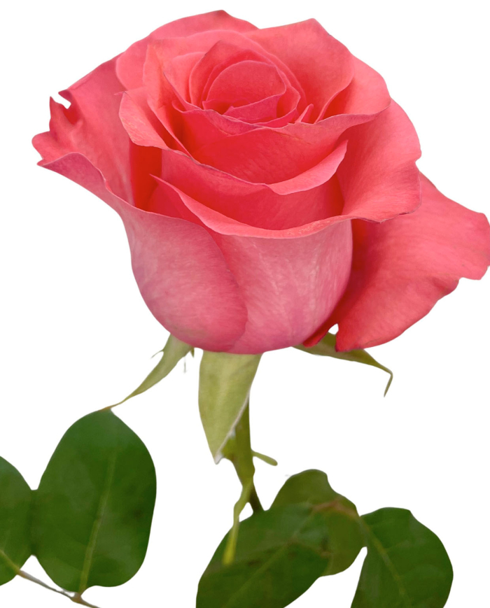 Bulk Pink Love Rose