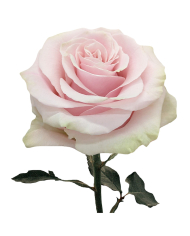 Bulk Pink Mondial Rose