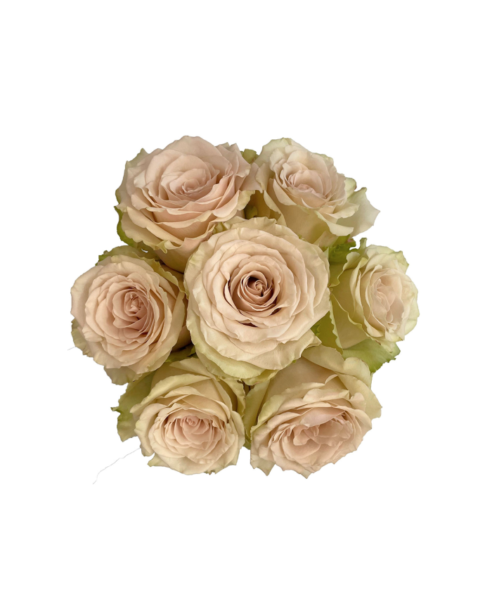 Bulk Pompell Rose Bulk Pompell Rose