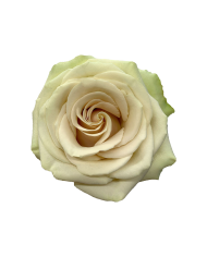 Bulk Pompell Rose Bulk Pompell Rose