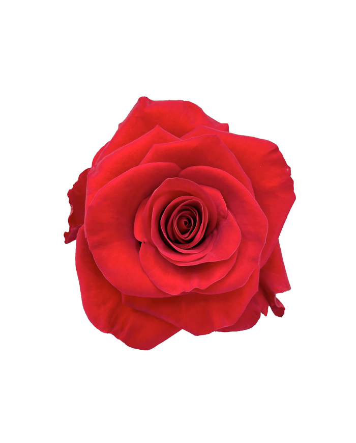 Bulk Redvolution Rose Bulk Redvolution Rose