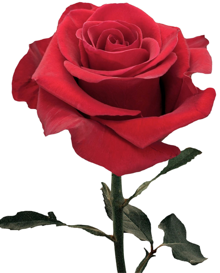 Bulk Redvolution Rose
